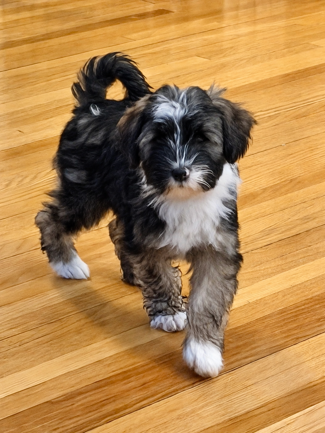 Fergus standing on the hardwood floor with his fluffy curled tail and white paws