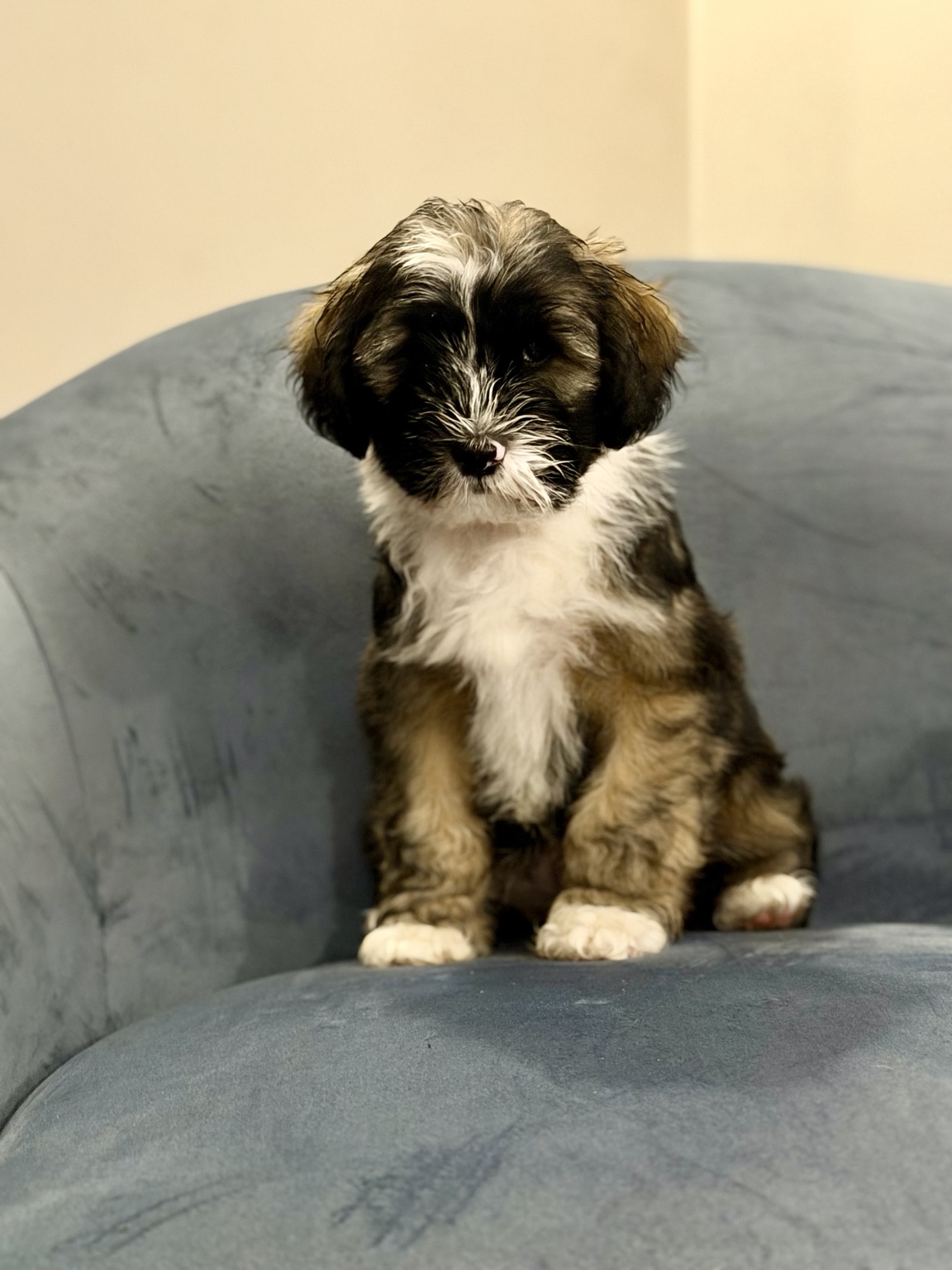 Fergus, a Tibetan Terrier puppy — daily photo for 2026-09-29