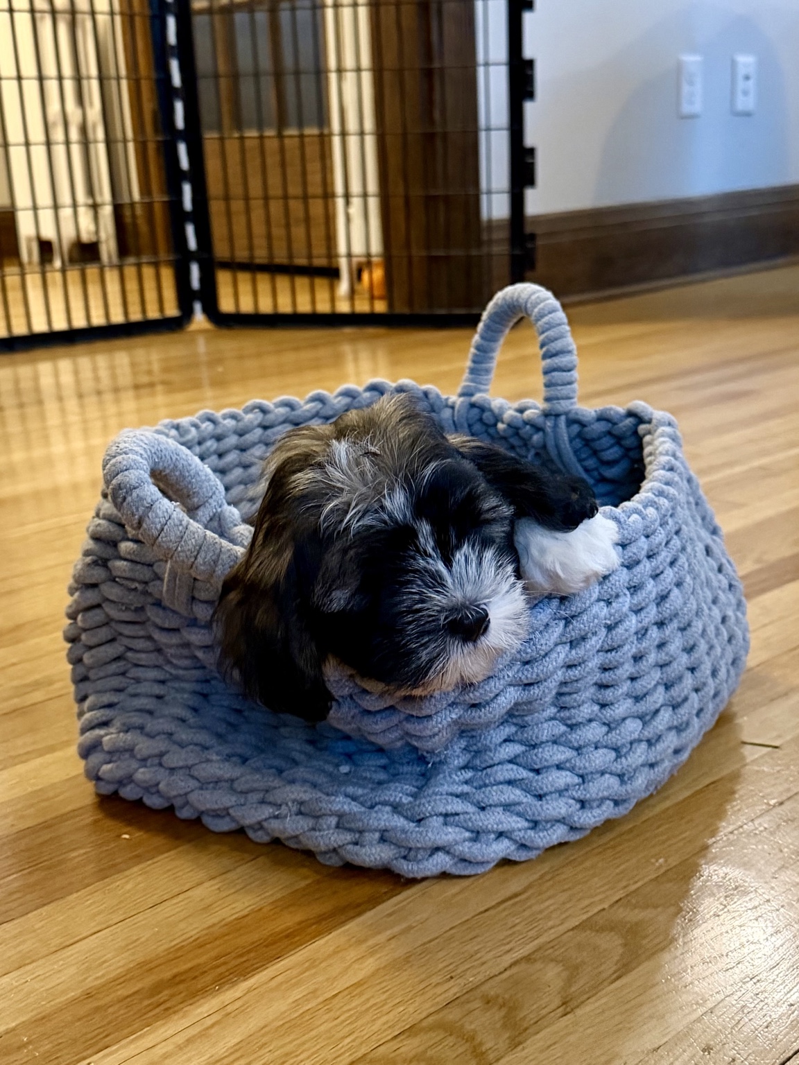 Fergus resting in a soft blue basket on his first day home