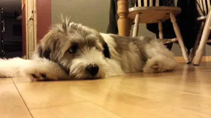 Mojo resting his chin on the floor
