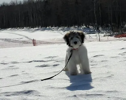 Mojo sitting in the snow