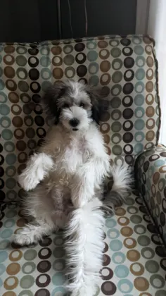 Mojo lounging belly-up in an armchair