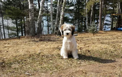 Mojo sitting outside among the trees